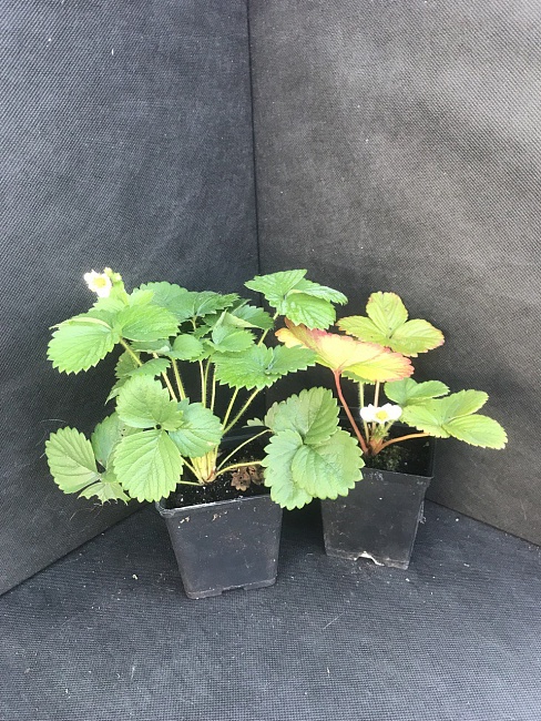 Земляника садовая Брина 1 шт р9